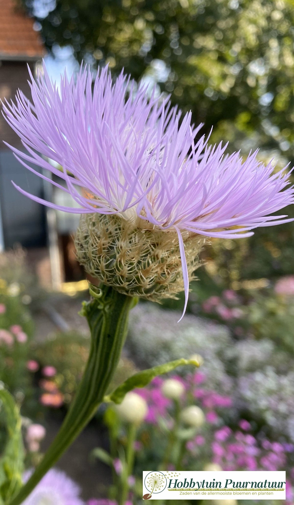 25 Stuks Lila Zaden – Paarse Bloemen, Makkelijk Te Kweken, Voor Tuin, Balkon Of Erf