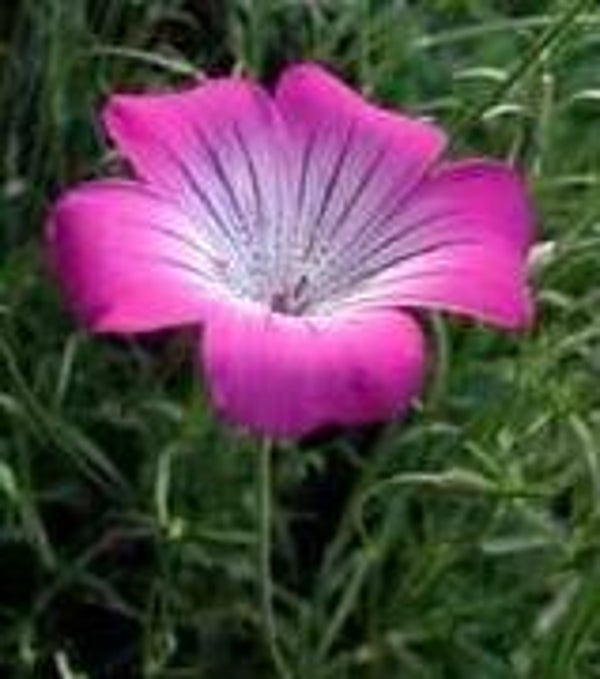 Bolderik Milas BIO - Agrostemma githago Milas  50 zaden