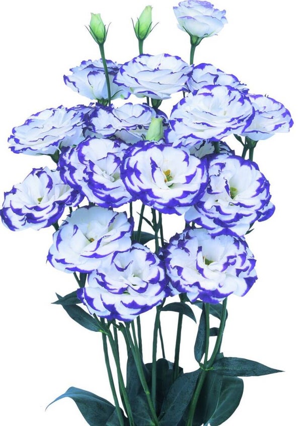 Lisianthus Blue Picotee - Lisianthus grandiflorum Excalibur Blue Picotee  10 zaden