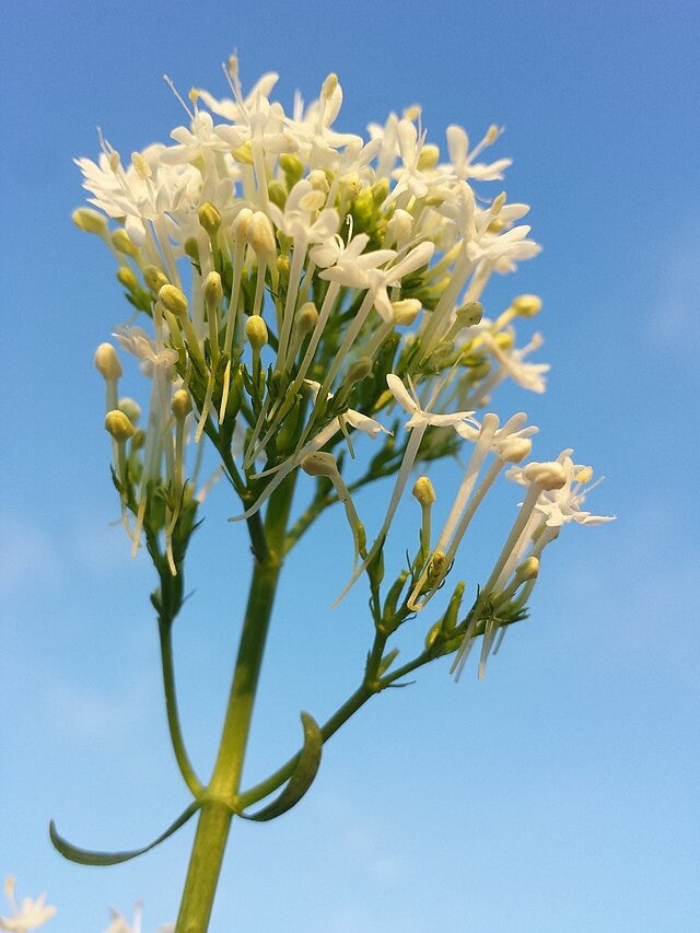 Spoorbloem wit - Centranthus ruber Snowcloud  20 zaden