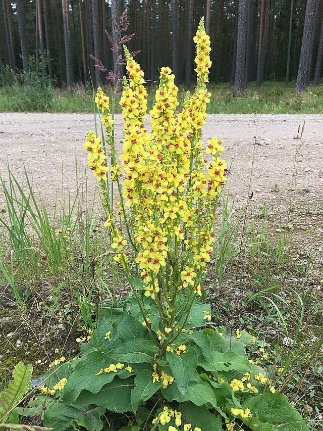Koningskaars Verbascum thapsus 1000 zaden Hobbytuin Puurnatuur Zaden