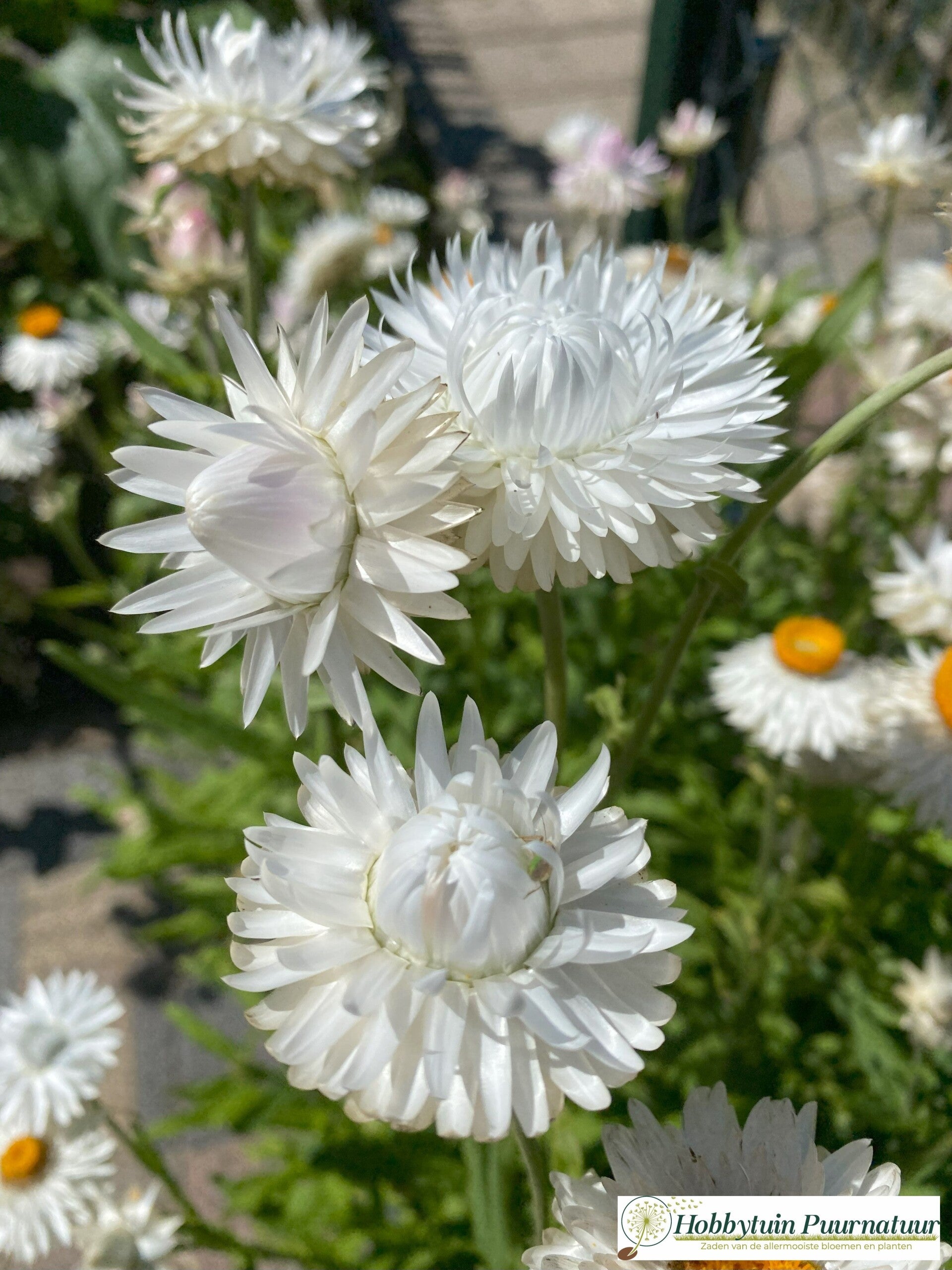 Strobloem wit - Helichrysum bracteatum White  150 zaden