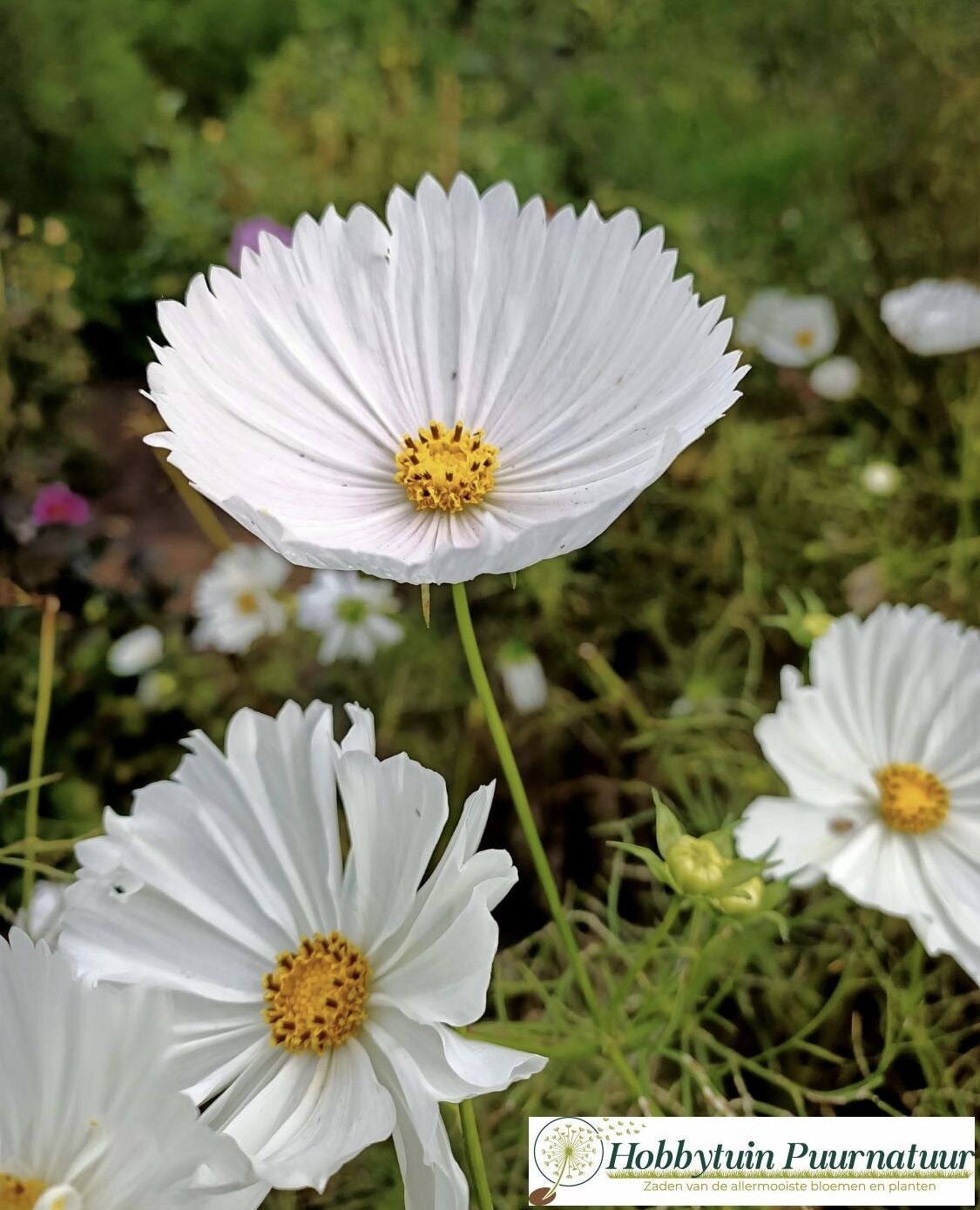 Cosmea Cupcake wit - Cosmos bipinnatus Cupcakes White  10 zaden