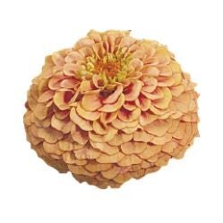Zinnia zalm - Zinnia elegans Salmon Queen  22 zaden