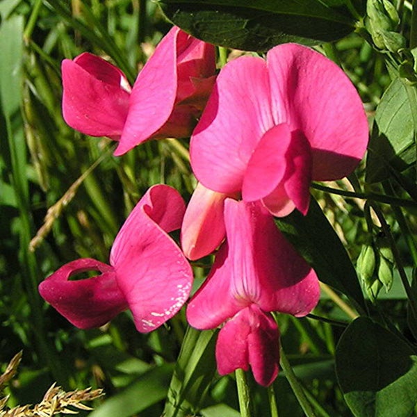Aardaker - Lathyrus tuberosus  10 zaden