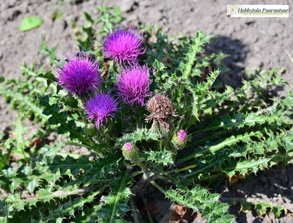 Aarddistel - Cirsium acaule  15 zaden