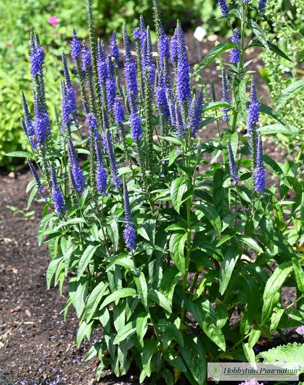 Aarereprijs - Veronica spicata  300 zaden