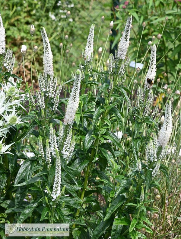 Aarereprijs wit ECO - Veronica spicata Alba  200 zaden