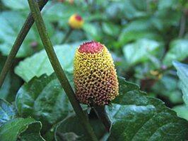 ABC kruid - Spilanthes oleracea  30 zaden