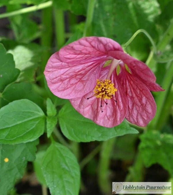 Abutilon rozerood mix ECO- Abutilon × hybridum  15 zaden