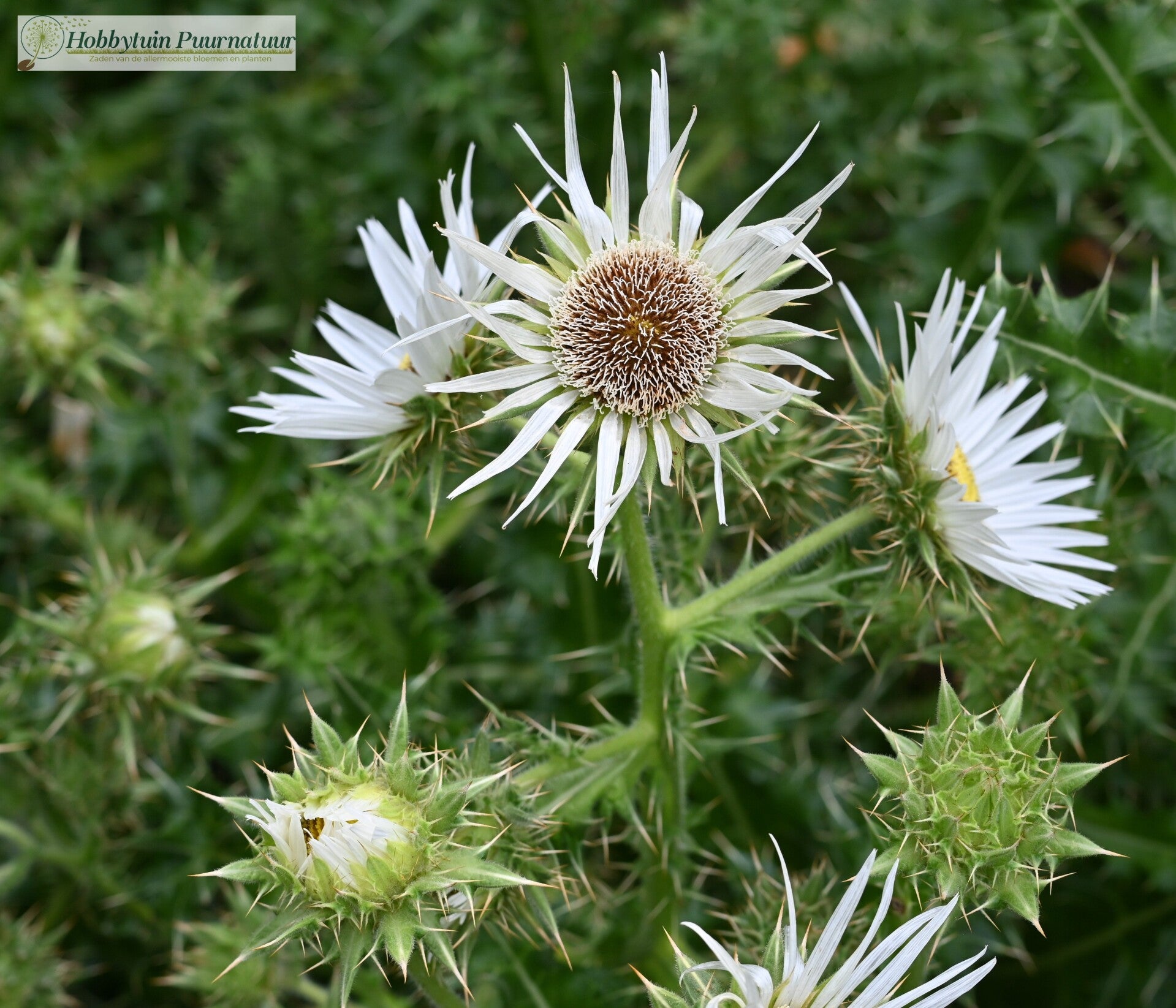 Afrikaanse distel wit ECO - Berkheya cirsiifolia  10 zaden