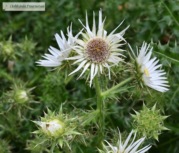 Afrikaanse distel wit ECO - Berkheya cirsiifolia  10 zaden