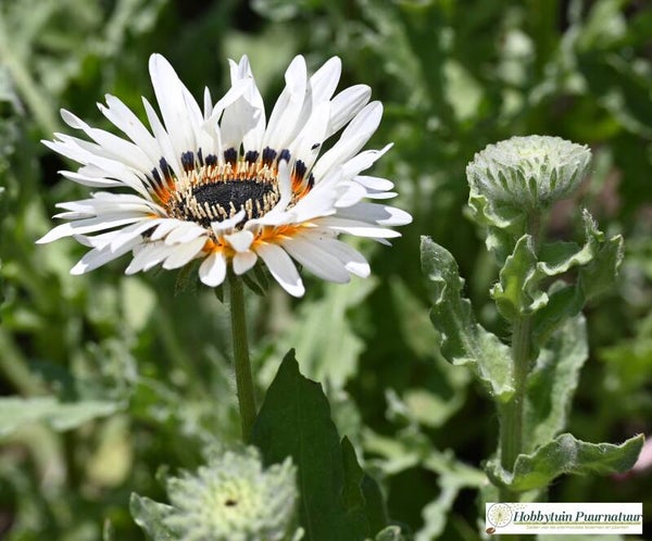 Afrikaanse goudsbloem wit - Venidium fastuosum Black & White  30 zaden