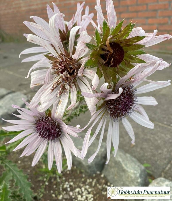 Afrikaanse distel lila - Berkheya purpurea  50 zaden