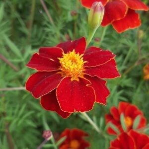 Afrikaantje Burning Embers - Tagetes patula Linnaeus Burning Embers  25 zaden