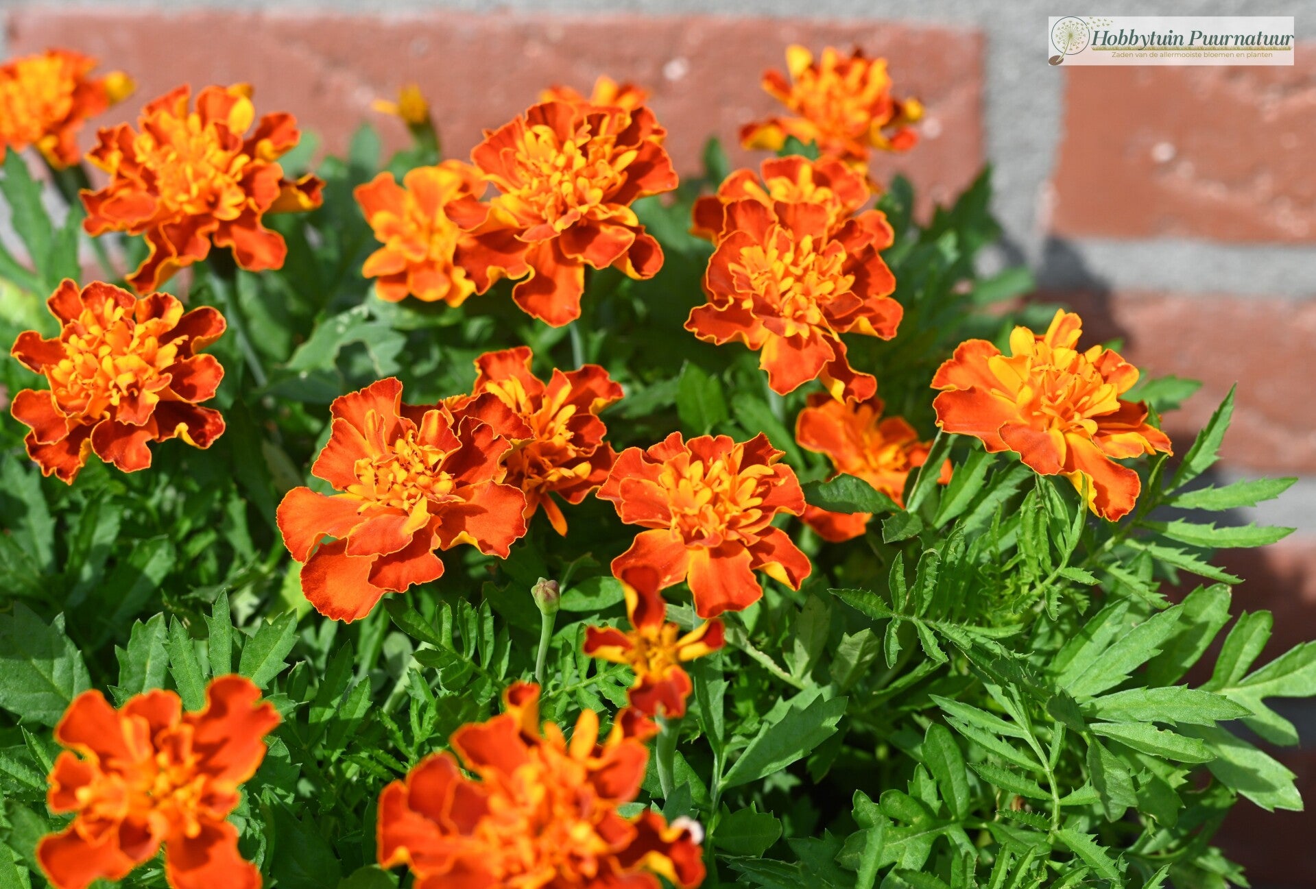Afrikaantje Cresta Harmony - Tagetes patula Cresta Harmony  40 zaden