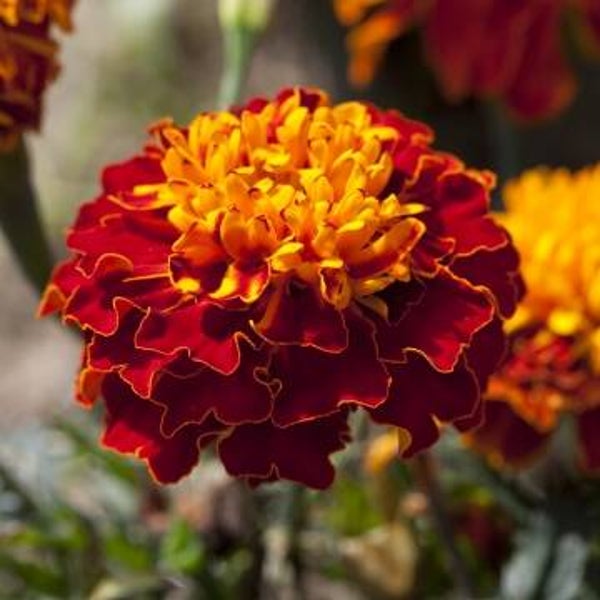 Afrikaantje Cresta Harmony - Tagetes patula Cresta Harmony  40 zaden