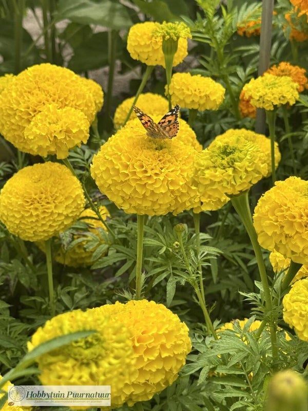 Afrikaantje hoog geel - Tagetes erecta Sierra Gold 30 zaden