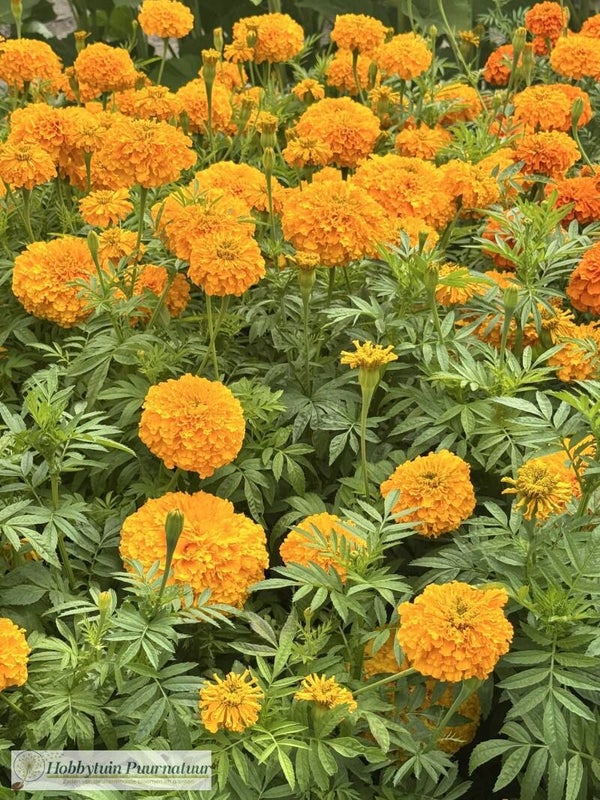 Afrikaantje hoog oranje - Tagetes erecta Hawaii  30 zaden