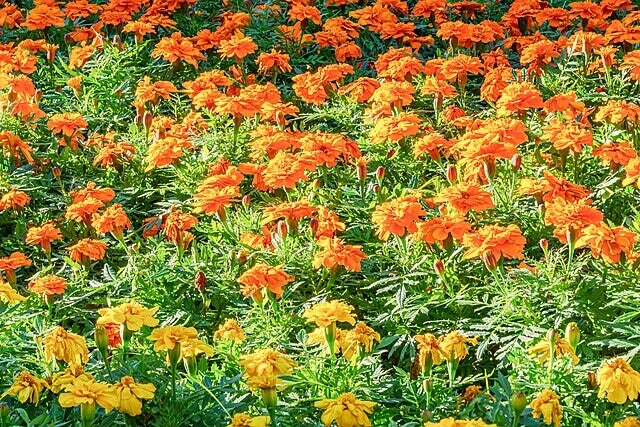 Afrikaantje mix - Tagetes patula nana mix  1000 zaden