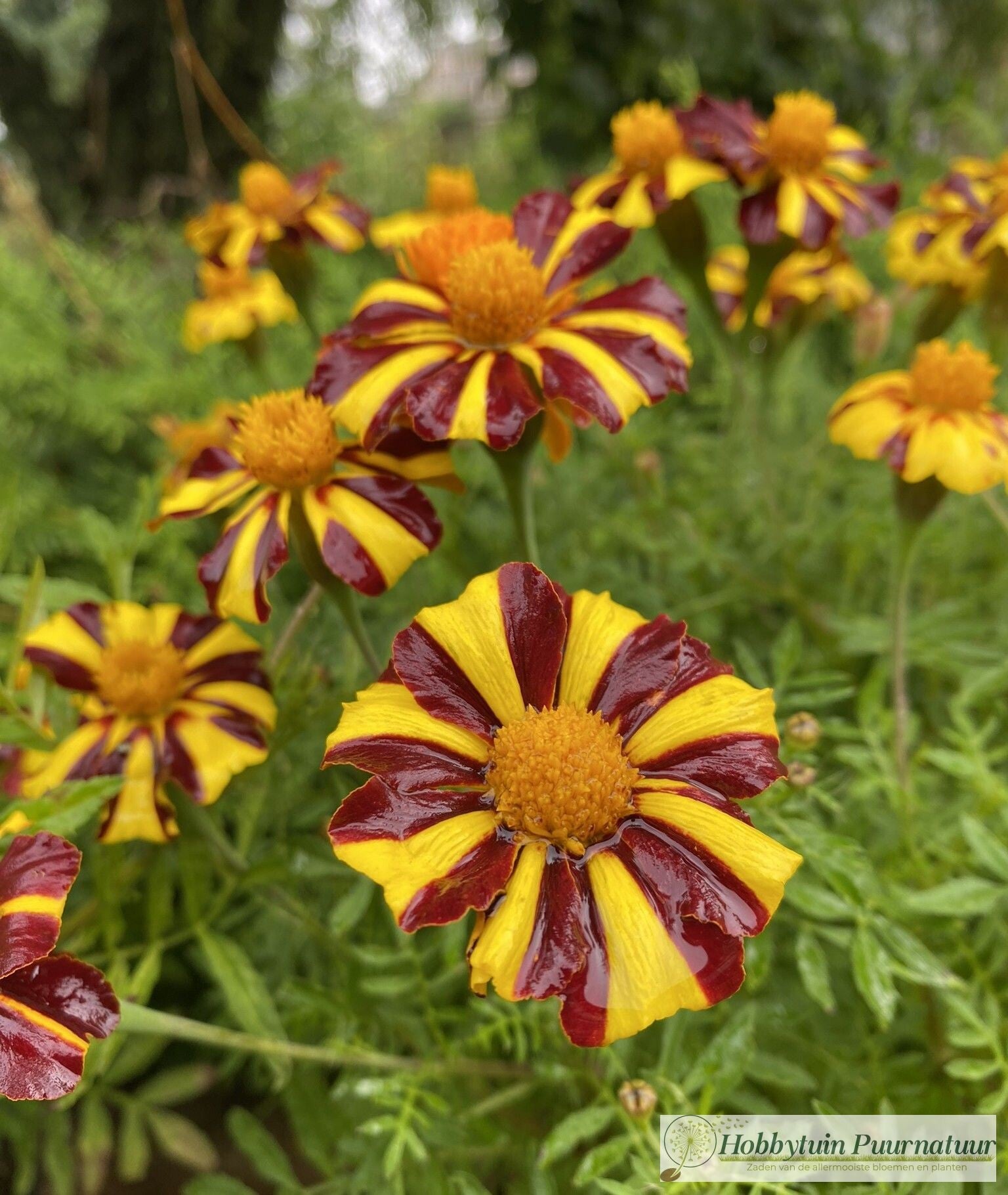 Afrikaantje Mr. Majestic - Tagetes patula nana Mr. Majestic  40 zaden