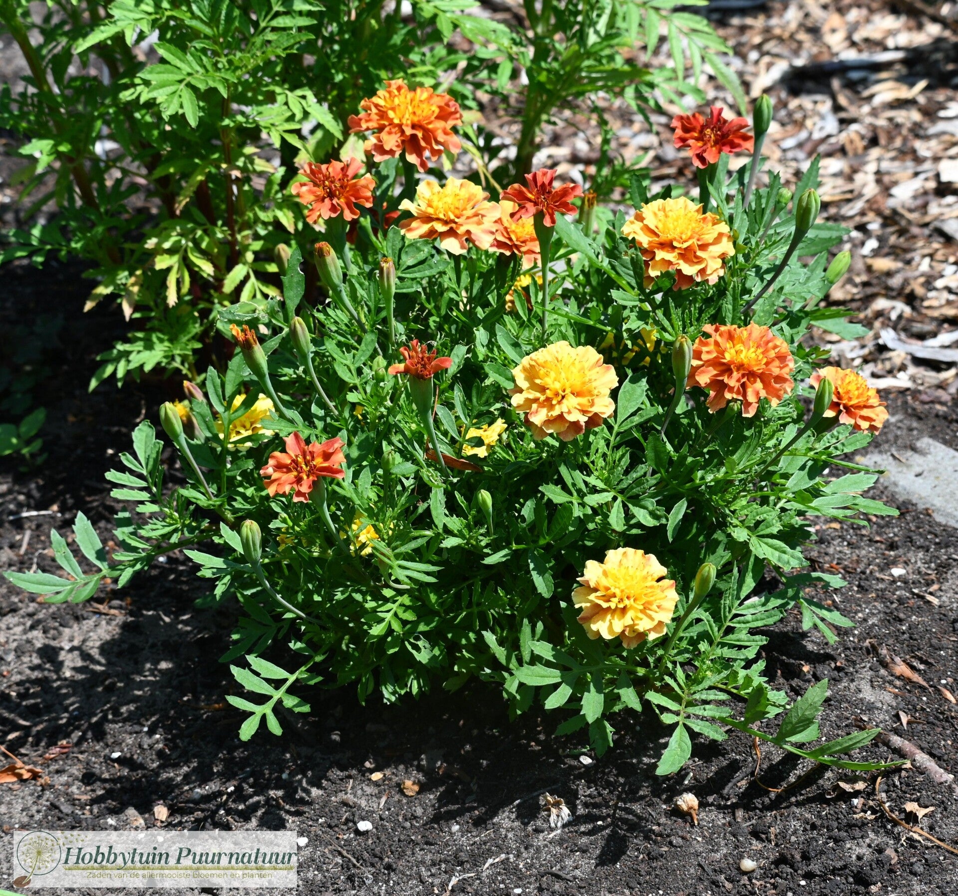 Afrikaantje roze mix - Tagetes patula Strawberry Blonde  30 zaden