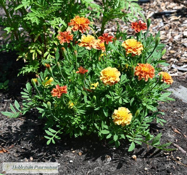 Afrikaantje roze mix - Tagetes patula Strawberry Blonde  30 zaden