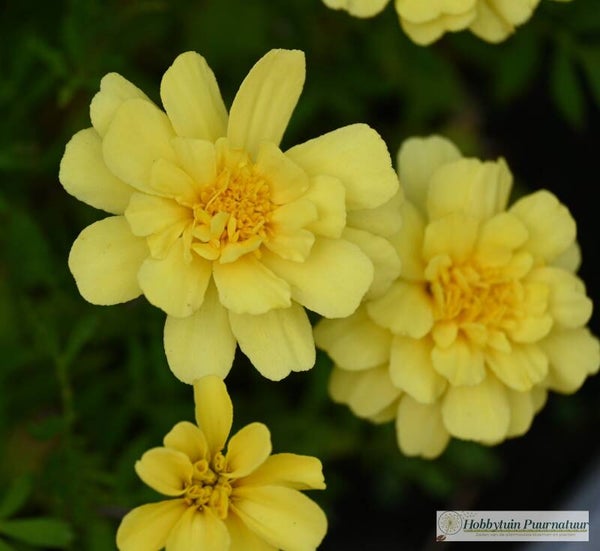 Afrikaantje Vanille - Tagetes patula nana Alumia Vanilla Cream  30 zaden