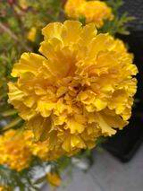 Afrikaantje hoog geel - Tagetes erecta Sierra Gold 30 zaden