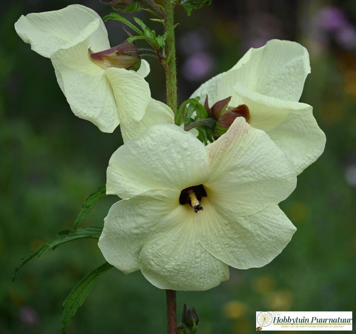 Aibika - Abelmoschus manihot  10 zaden