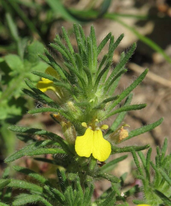 Akkerzenegroen - Ajuga chamaepitys  25 zaden