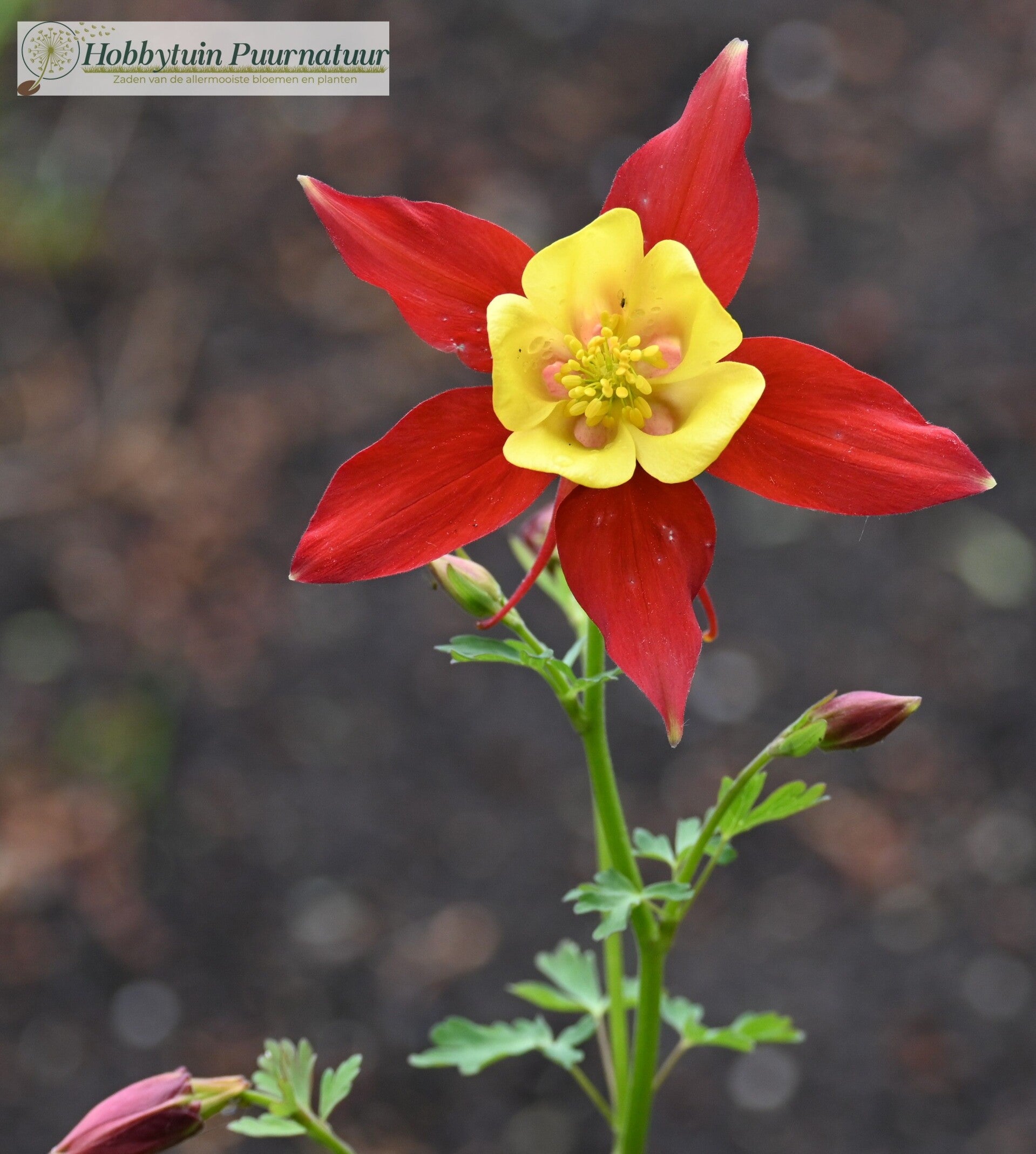 Akelei Lighthouse - Aquilegia x-cultorum Lighthouse 22 zaden