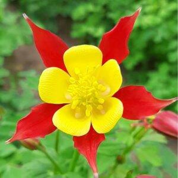Akelei Lighthouse - Aquilegia x-cultorum Lighthouse 22 zaden