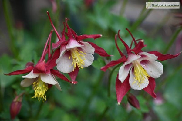 Akelei rood - Aquilegia caerulea Crimson Star  25 zaden