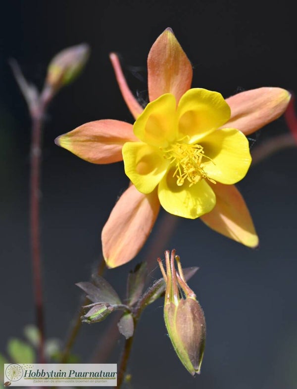 Akelei Tequila Sunrise - Aquilegia skinneri Tequila Sunrise  25 zaden
