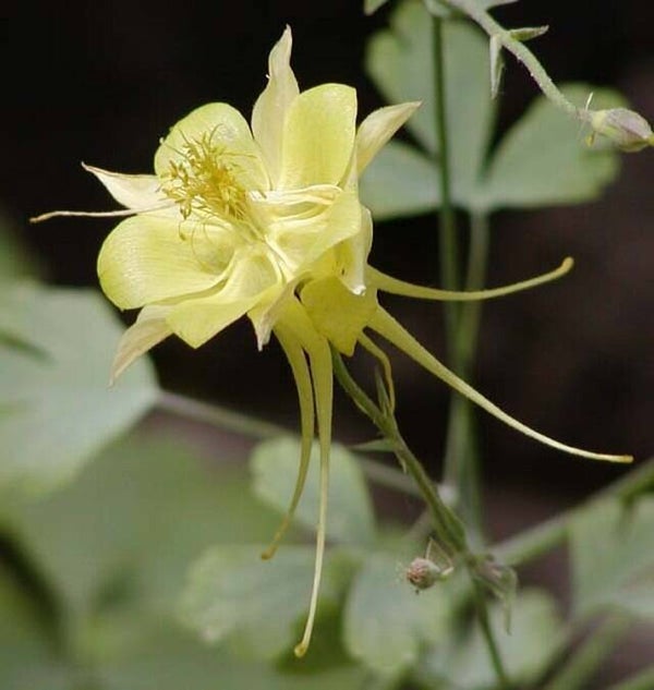 Akelei geel - Aquilegia chrysantha  30 zaden