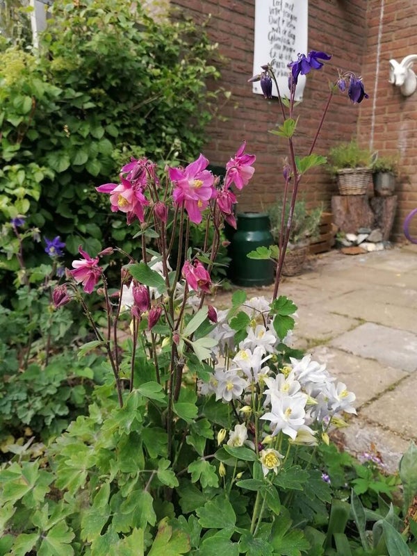 Akelei mix - Aquilegia mix  1000 zaden