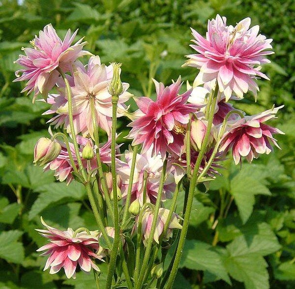 Akelei Nora Barlow - Aquilegia vulgaris Nora Barlow  25 zaden