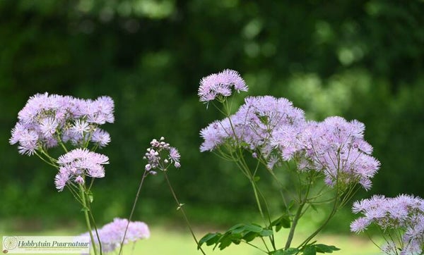 Akeleiruit ECO - Thalictrum aquilegifolium  20 zaden