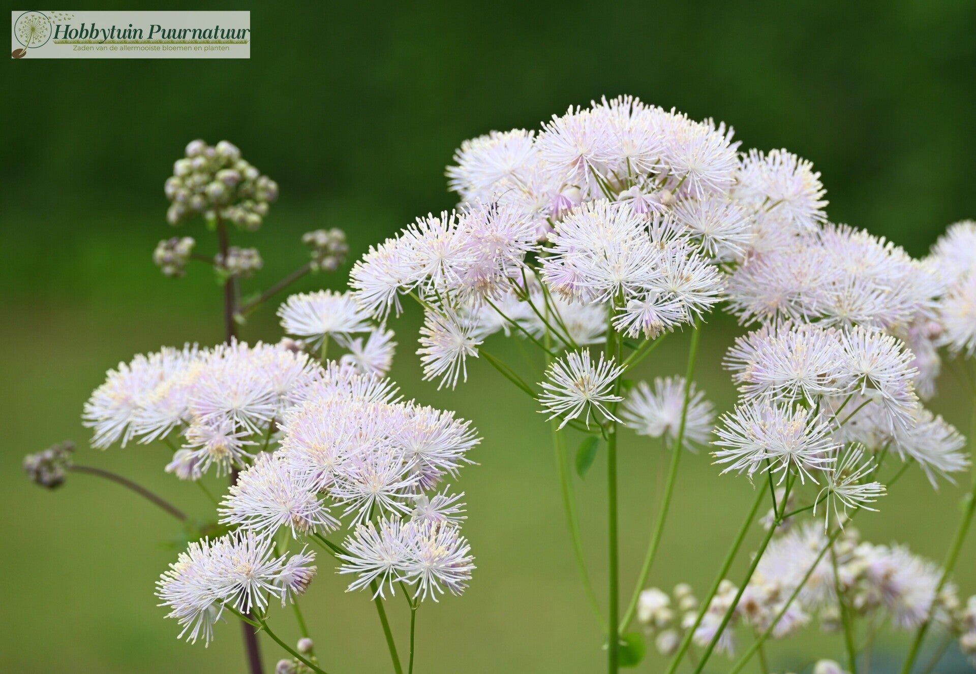 Akeleiruit ECO - Thalictrum aquilegifolium  20 zaden
