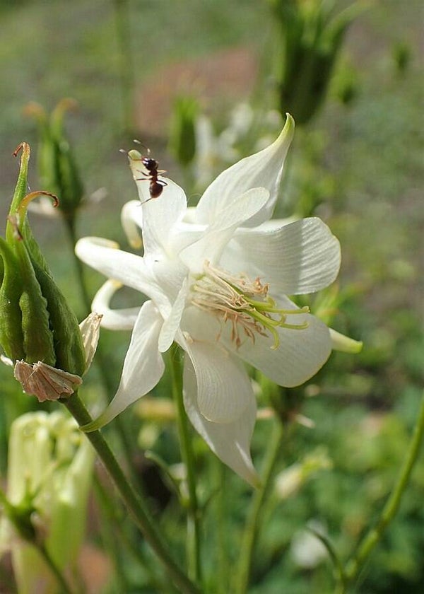 Akelei White Barlow - Aquilegia vulgaris White Barlow  22 zaden