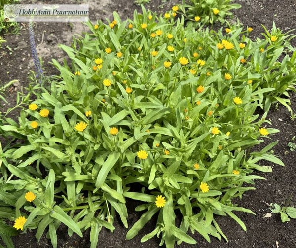 Akkergoudsbloem - Calendula arvensis  25 zaden