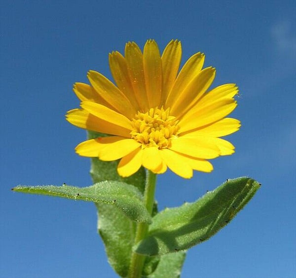 Akkergoudsbloem - Calendula arvensis  25 zaden
