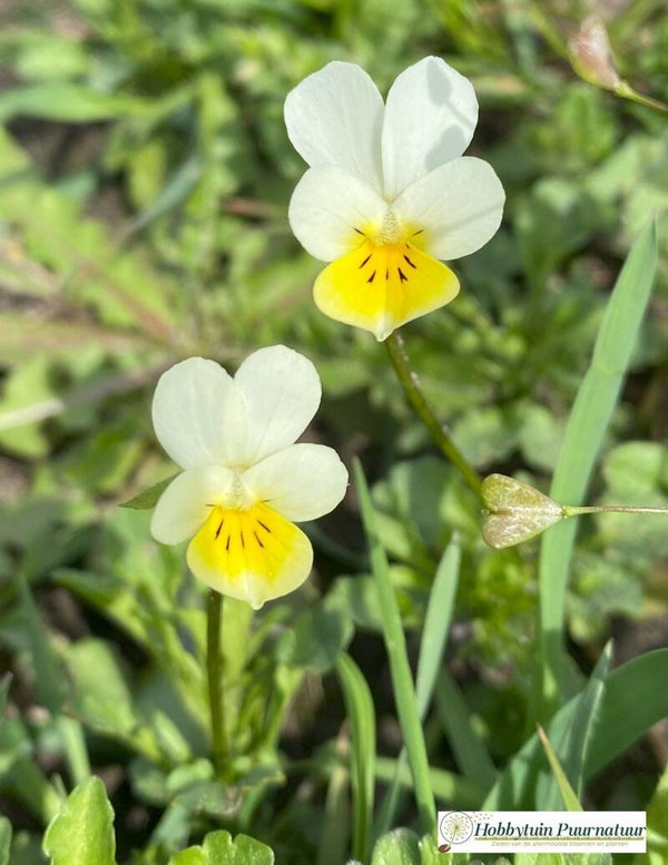 Akkerviooltje - Viola arvensis  150 zaden