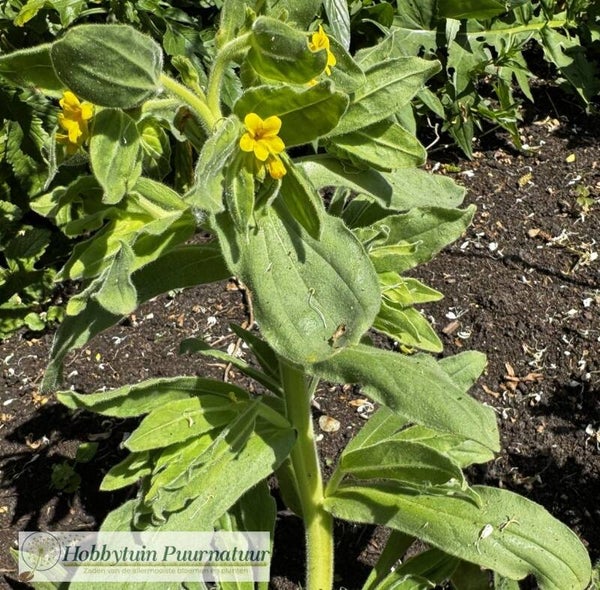 Alkanet geel - Alkanna orientalis  10 zaden