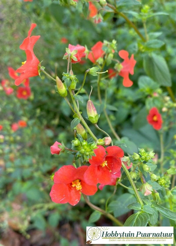 Alonsoa rood - Alonsoa meridionalis Scarlet  200 zaden