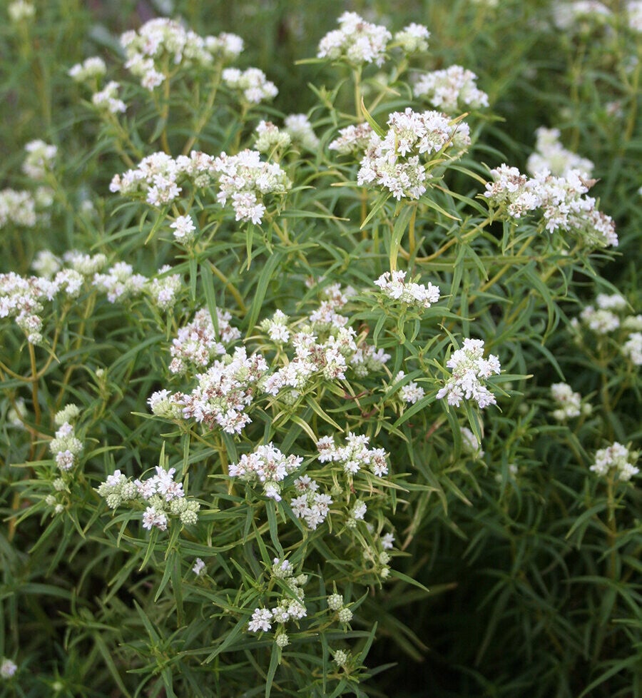 Amerikaanse bergmunt - Pycnanthemum pilosum  50 zaden