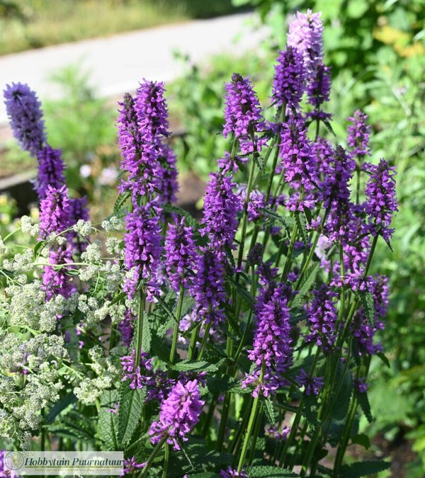 Andoorn Hummelo ECO - Stachys monieri Hummelo  25 zaden