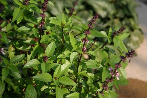 Anijsbasilicum - Ocimum basilicum Ah Nice  50 zaden