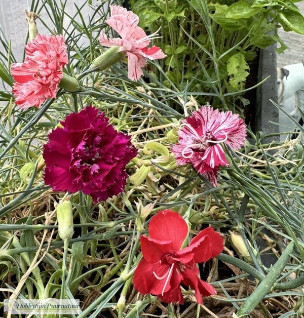 Tuinanjer Fantasy Picotee mix ECO - Dianthus caryophyllus Fantasy Picotee Mix  40 zaden